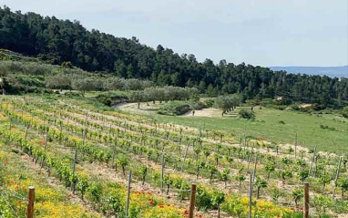 Otra vista de la pendiente del viñedo