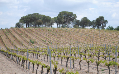 Viñedo en hileras