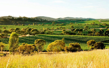 Vista de los viñedos 