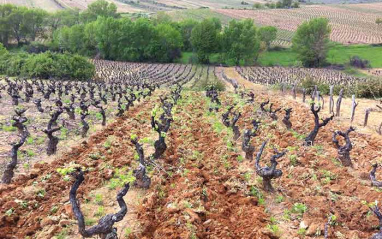 Viñedo cultivado de forma orgánica