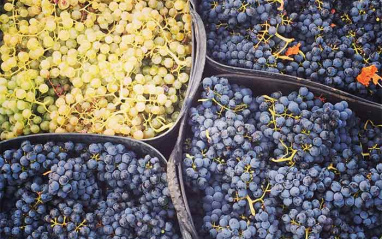 Uvas recién vendimiadas en un balde