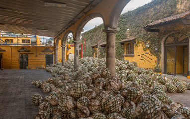 Las piñas del agave 