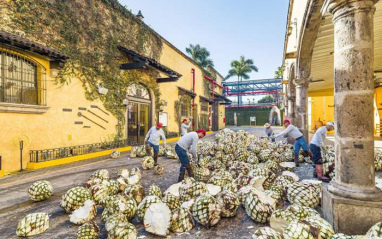 Agave en La Rojeña