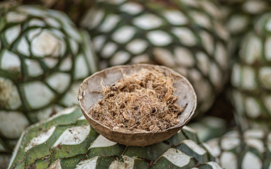 La piña del agave