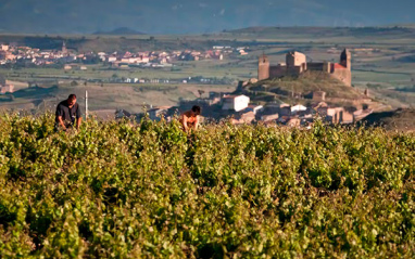 Viñedo en San Vicente de la Sonsierra