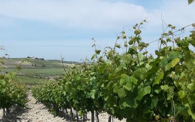 Viñedos en flor