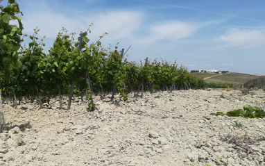 Suelo característico del Marco de Jerez