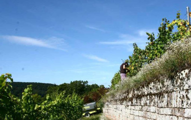 Viñas en terrazas