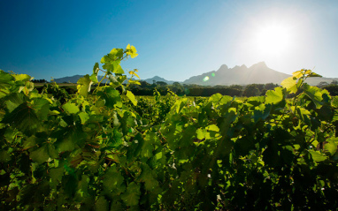 Monte Helderberg tras los viñedos