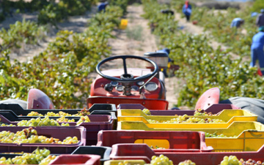 Transporte de cajas de cosecha