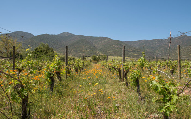 Viñedo Flores