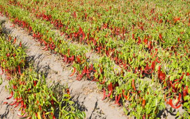 Campos de La Vera