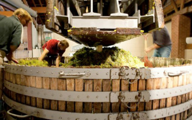 Trabajos en bodega (prensado)