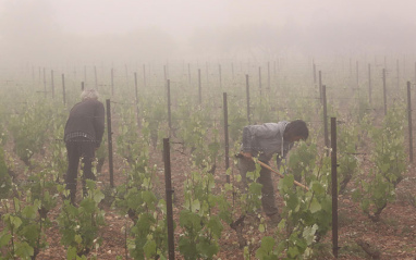 Trabajos en viñedo en invierno