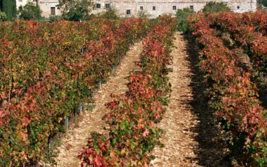 Vista otoñal del viñedo