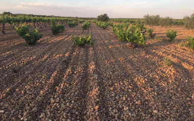 El terruño donde se cultivan las viñas