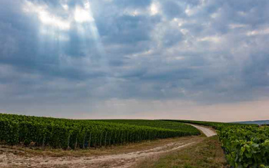 Los viñedos del Valle del Marne