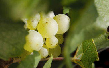 Detalle de una uva blanca