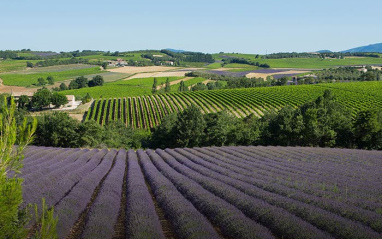 Viñedos de Cellier des Dauphins 