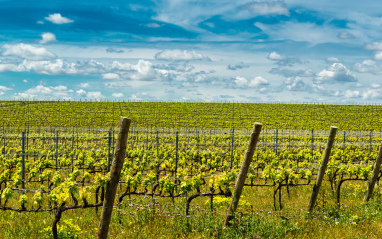 Viñedos en flor