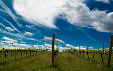 Viñedos en espaldera