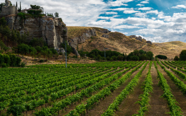 Viñedos junto al castillo