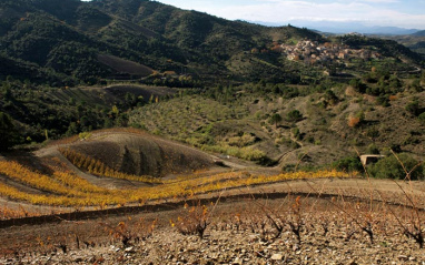 Viñedos en propiedad