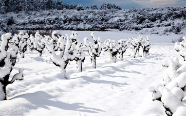 Nieve en Heredad Llopart Nieve en Heredad Llopart