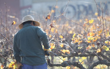 Vendimia en Llopart Vendimia en Llopart