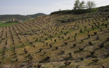 Viñedos cultivados por Luis Moya