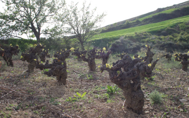 Paisaje de viñedos