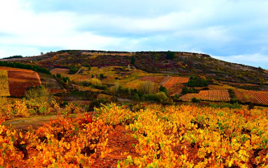 Paisaje de viñedos bercianos
