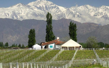 Viñedos con los Andes al fondo