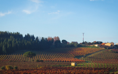 Vista de los viñedos