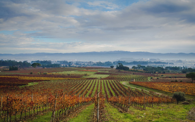 Vista panorámica de las viñas de Bairrada