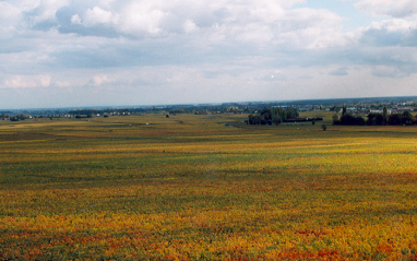 Savigny-lès-Beaune 