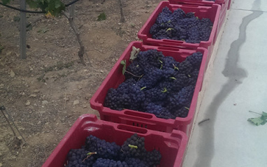 Cajones de uvas recién vendimiadas
