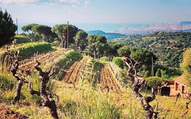 Vista de los viñedos 