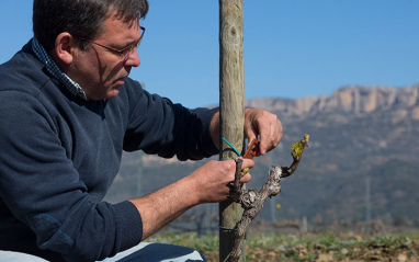 Jordi Torrella en el viñedo