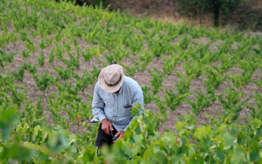 Trabajo en la viña.