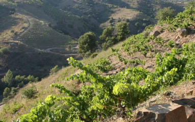 Imagen del viñedo en ladera