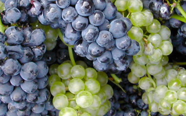 Detalle de las uvas