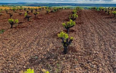 Viñas en vaso