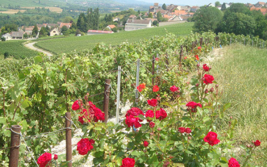 Flora en el viñedo de Michel Littiere