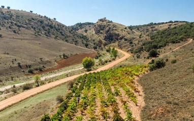 Parte del viñedo de este proyecto