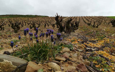 Viñas viejas en vaso de Miguel Merino