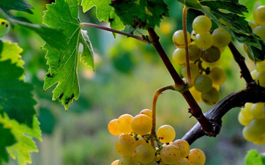 Uvas a punto de ser vendimiadas