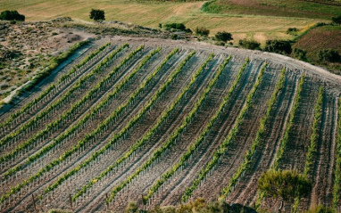 Los viñedos de Monteabellón en el corazón de Ribera del Duero