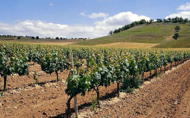 Vista del viñedo de Tinto fino