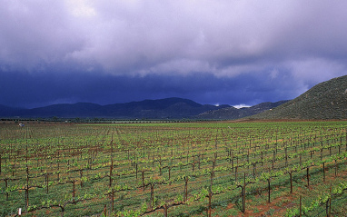 Panorámica del viñedo